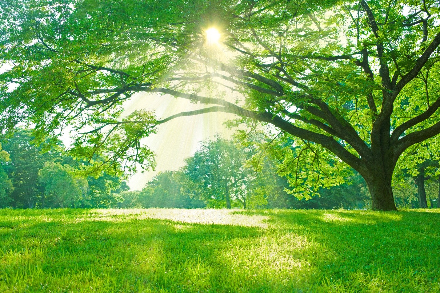 A Perfect Pairing: Why Professional Pruning and Soil Health Care Work Better Together
